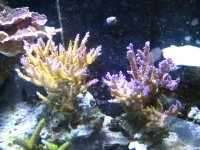 new corals 002.jpg