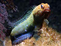 jawfish.jpg