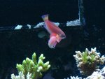 8 line wrasse 031.jpg