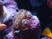 zoa 2 175.jpg