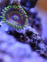 Zoa.jpg