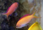 anthias2.jpg