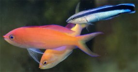 anthias4.jpg