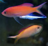 anthias5.jpg