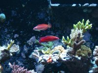 8 line wrasse 006.jpg