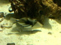 Brooklyn-20110516-00051.jpg