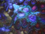 coraLS 037.jpg