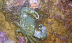 EMERALD GREEN CRAB.jpg