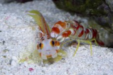 yasha haze goby & pistol shrimp.jpg