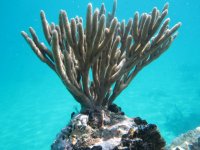 IMG_gorgonian.jpg