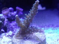 My 5.5 Reef 001.jpg