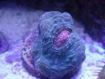 My 5.5 Reef 004.jpg