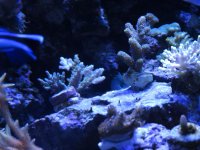 CORALS.jpg