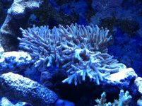 Corals 1-20-12 006.jpg