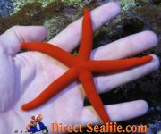 Linckia starfish (red).jpg