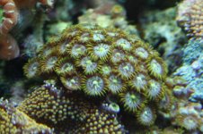 Zoa 6.jpg