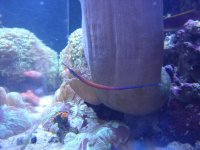 pipefish.jpg