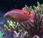 8line wrasse.jpg