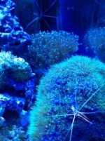 ImageUploadedByReefs1334282413.412905.jpg