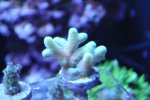 coral 2.jpg