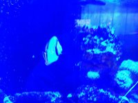 ImageUploadedByReefs1354137808.885484.jpg