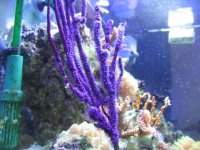 purple sea fan.jpg