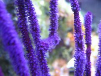 purple sea fan 2.jpg