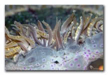 Flower Rock Anemone with puffer bites.jpg