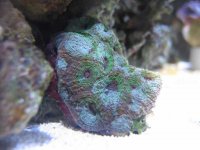 Green Ring blue purple Acan Echinata.jpg