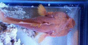 small pic orange toadfish.jpg