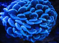 Corals & Eshopps Skimmer 034.jpg