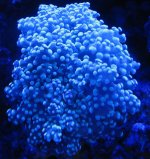 Corals & Eshopps Skimmer 037.jpg