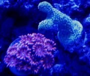 Corals & Eshopps Skimmer 016.jpg