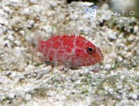 geometric_pygmy_hawkfish_grande.jpeg