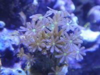 daisypolyp2.JPG