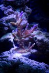 Jarretts Reef 6-16-12-36.jpg