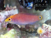 mystery-wrasse-pseudocheilinus-ocellatus-2-juvenile.jpeg