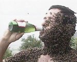 bees.jpg