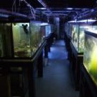 Amazura Reef Aquatics