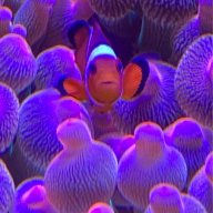 Reefchief