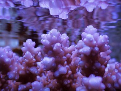 UPO3101PurpleMonsterAcropora_300_zpsf4f8e2dc.jpg