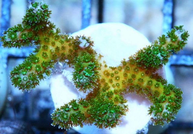 tn_XF014412GreenPocillopora_zps6e77945a.jpg