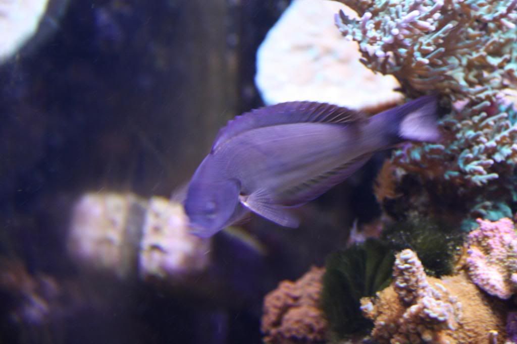 Wrasse8.jpg