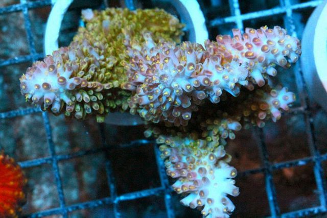 tn_AUJ2456139ThickBranchViolettipAcropora_zpsff2f09ad.jpg