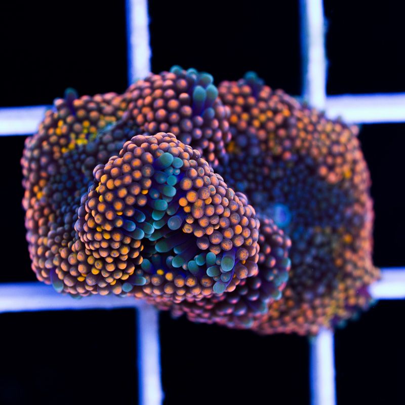 newcorals366b.jpg