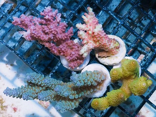 tn_AF%20M0167%20199%20Ultra%20Aussie%20Acropora%204%20Pack_zps5vzxgbv7.jpg