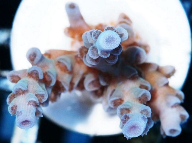 tn_X%20A0441%2014%20Acropora_zpsegvchxmk.jpg