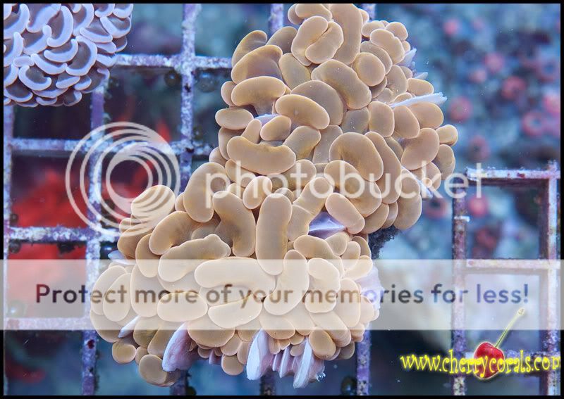 NewCorals300_11.jpg