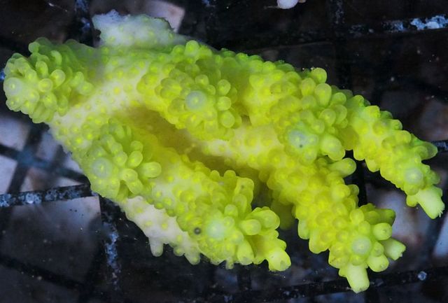 tn_AF%20M0153%20129%20Lemon%20Zinger%20Aussie%20Acropora_zpsyal3tdah.jpg