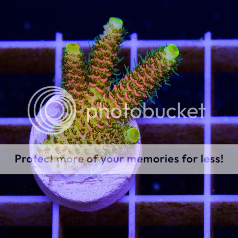 newacropora0155b.jpg~original